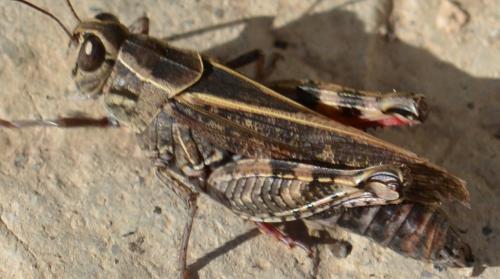 Réf. 295 853 : Calliptamus sp.